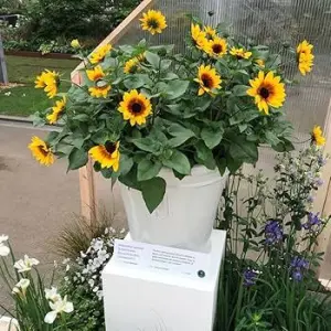 Sunflower Minature Flower Seeds - Excellent Quality Flower Seeds 20+ In Count