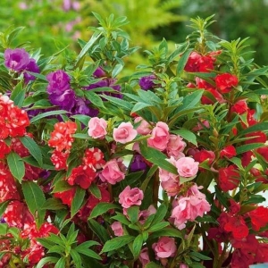 20+ loose Packed Seed Of Balsam Camellia Mixed Flower Seeds Impatiens Balsamina Flower seeds