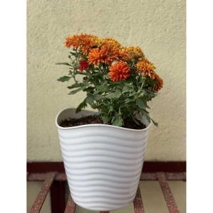 Glory Flower Pot / Planter For Indoor Outdoor Garden 8 Inch ( 20.5 cm * 20.5cm * 19cm )