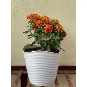 Glory Flower Pot / Planter For Indoor Outdoor Garden 8 Inch ( 20.5 cm * 20.5cm * 19cm )
