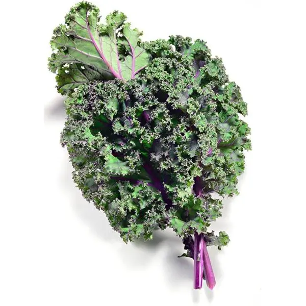 Vegetable Seed - 1 Packet KALE RED RUSSIAN Omaxe Seeds By Savyata Stores For Kitchen Garden - Image 2