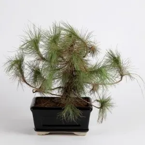 1 Packet DhupiSalla Seeds धुपी सल्लो (Pinus roxburghii)
