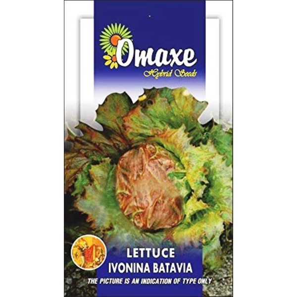 Lettuce Seeds - Imported Batavia Ivoniana Exotic Seeds 25 Plus Seeds Loose Packed - Image 2