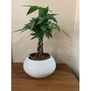 Small White Bonsai Bowl Planter Succulent Plant Pot