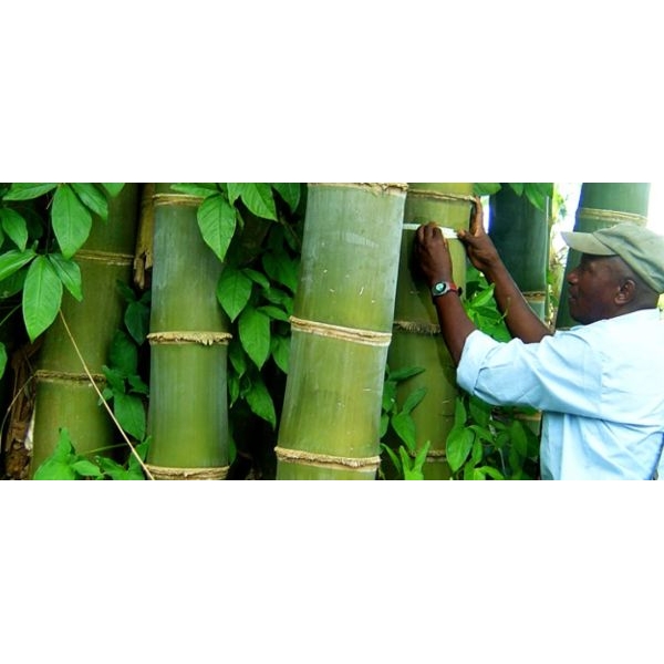 Bamboo Seeds - Big Bamboo 30 Plus Seeds - Image 5