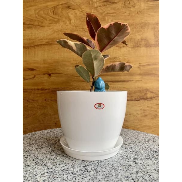 8 Inch Cool Flower pot (With Plate) / Planter For Indoor Outdoor Garden - Image 2