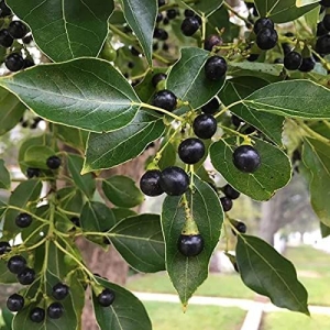 1 Packet Camphor Seeds कपुर (Cinnamomum camphora ) For Home Garden