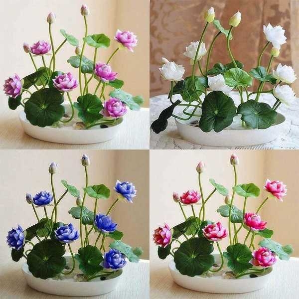 Bonsai Lotus Flower Seeds for Planting 20+ Plant Seeds (4 Types) - Image 4