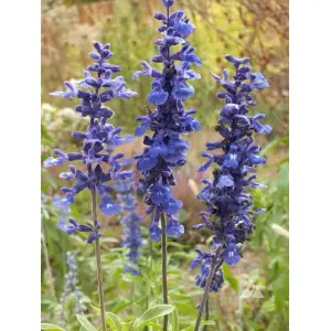 20+ Blue Sage (Salvia Farinaceous) Flower Seeds rare Salvia variant