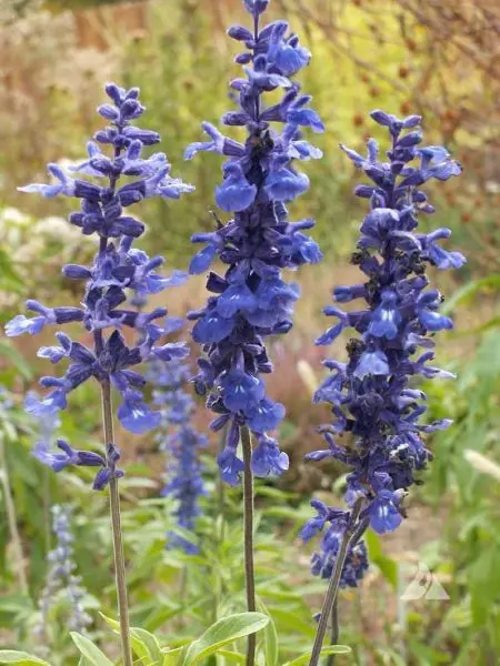 20+ Blue Sage (Salvia Farinaceous) Flower Seeds rare Salvia variant