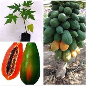 Fruits Seeds- Gardens Rare Dwarf Hybrid Papaya (Dwarf Red Lady)-5 Seeds
