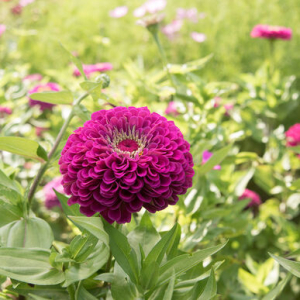 Ginni Zinnia Giant Purple (Hybrid) Summer Flower Seed With Mixed 20 Seeds For Garden And Balcony