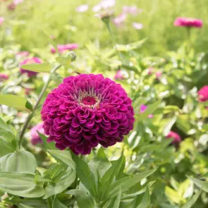 Ginni Zinnia Giant Purple (Hybrid) Summer Flower Seed With Mixed 20 Seeds For Garden And Balcony