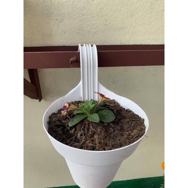 Wall Balcony Multicolour Hook Hanging Planter Pots / Flower Pot / Vertical Hook Hanging Planter - Image 2