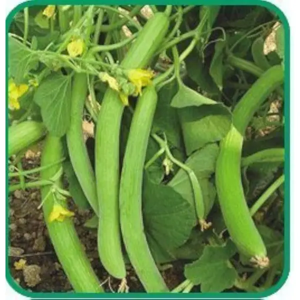 Vegetable Seed - 1 Packet  SELECTED LONG MELON (KAKRI) Omaxe Seeds By Savyata Stores For Kitchen Garden - Image 2