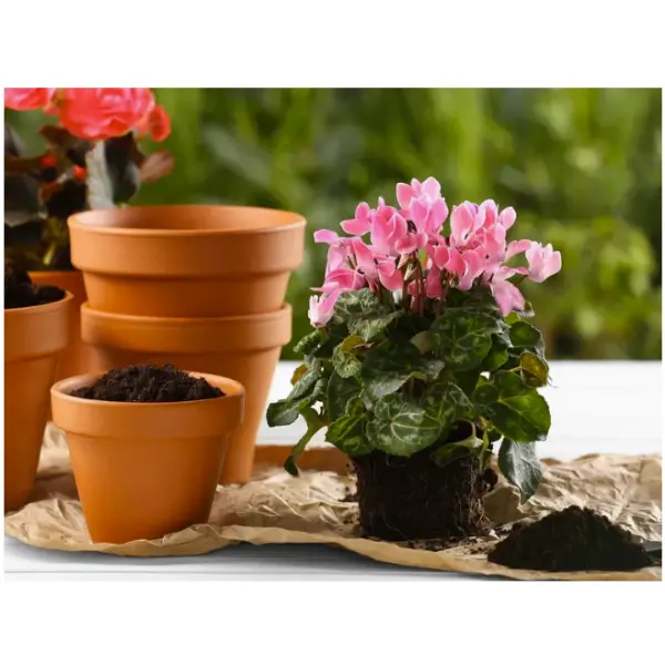rare Dark Pink Cyclamen Mix Flower Seeds, 5+ In count - Image 3