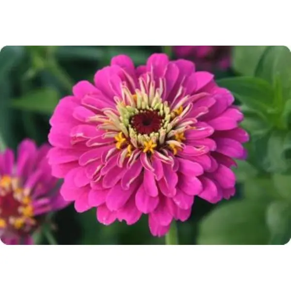 Classic Zinnia Elegans Flower 20 Seeds, Balcony Easy To Grow - Seeds | - Image 2