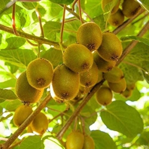 Kiwi Seed 100 Plus Seed Of Futaba Kiwi Fruit Seeds Pack For Home Garden