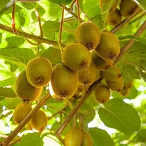 Kiwi Seed 100 Plus Seed Of Futaba Kiwi Fruit Seeds Pack For Home Garden