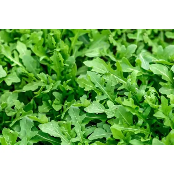 20+ Seeds Rocket Rucola Arugula Cultivated Imported Exotic Seeds Kitchen Garden - Image 3