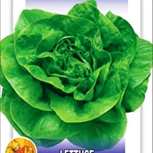 Lettuce Seeds 20 Plus - Imported Butter Head Green Exotic Seeds Kitchen Garden Packet
