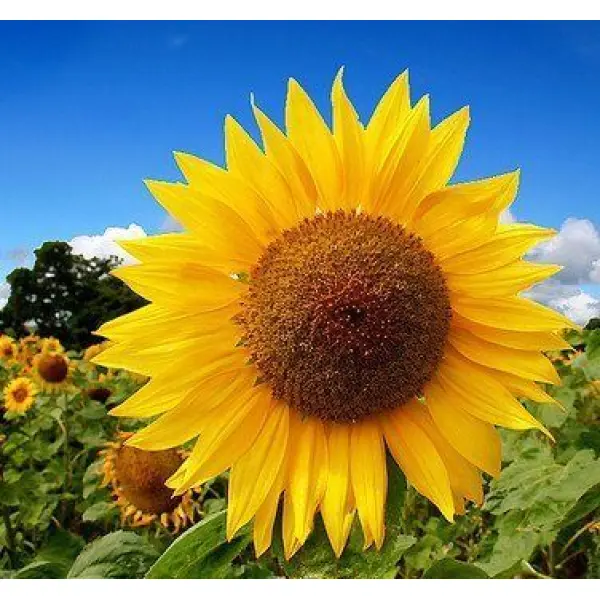 Sunflower Russian Giant Seeds 1 Packet Loose 10 Plus Seeds - Image 3