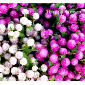 Gomphrena Mix 20 Seeds- Gomphrena Globosa - 20 Seeds - Annual Flower - All Time - All Seasons For Garden And Balcony