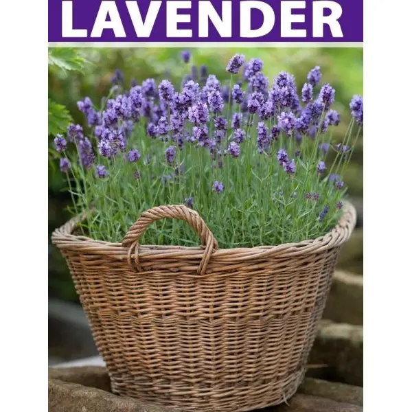 English Lavender Seeds Imported Herb - 20 Seeds Pack herb Seeds - Image 4