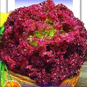 Lettuce Seeds - Lettuce Lollo Rosso - 20+ Seeds Pack Exotic Seeds Loose Packed