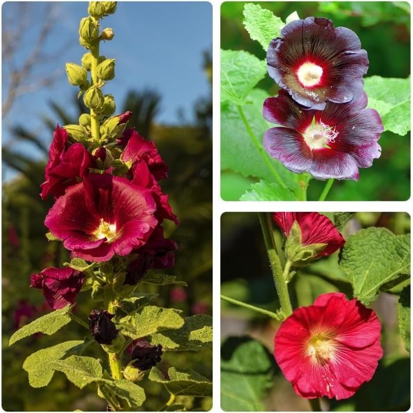 20 Loose Paxked Omaxe Hollyhock Mixed Flower Seeds Kitchen Garden Packet - Image 4