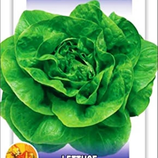 Lettuce Seeds 20 Plus - Imported Butter Head Green Exotic Seeds Kitchen Garden Packet - Image 3