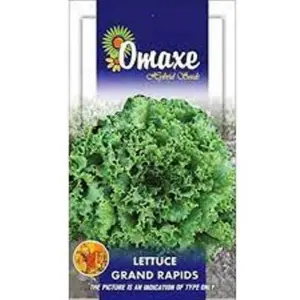 1 Packet Omaxe Lettuce Imported Grand Rapids Exotic Seeds 100 Plus Seeds Lettuce Seeds