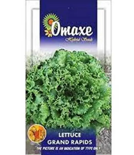 1 Packet Omaxe Lettuce Imported Grand Rapids Exotic Seeds 100 Plus Seeds Lettuce Seeds