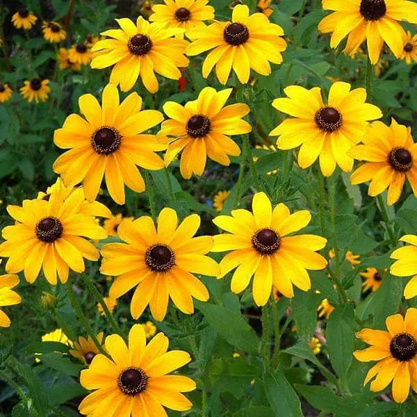 Minature Sunflower 20 Seeds For Garden And Balcony. - Seeds - Image 3