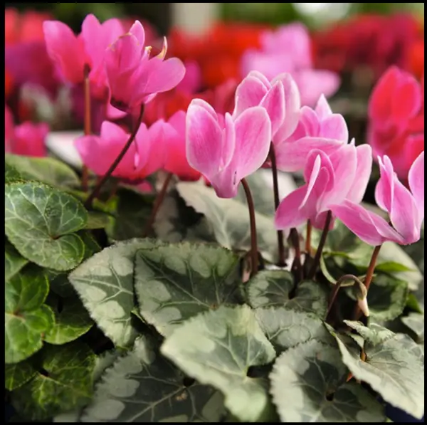 rare Dark Pink Cyclamen Mix Flower Seeds, 5+ In count