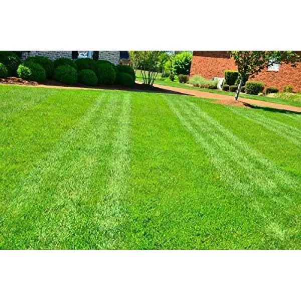 Turf Grass Seeds - Fresh Lawn And Garden Seeds 5 Gram - Seeds | Loose Packed - Image 3