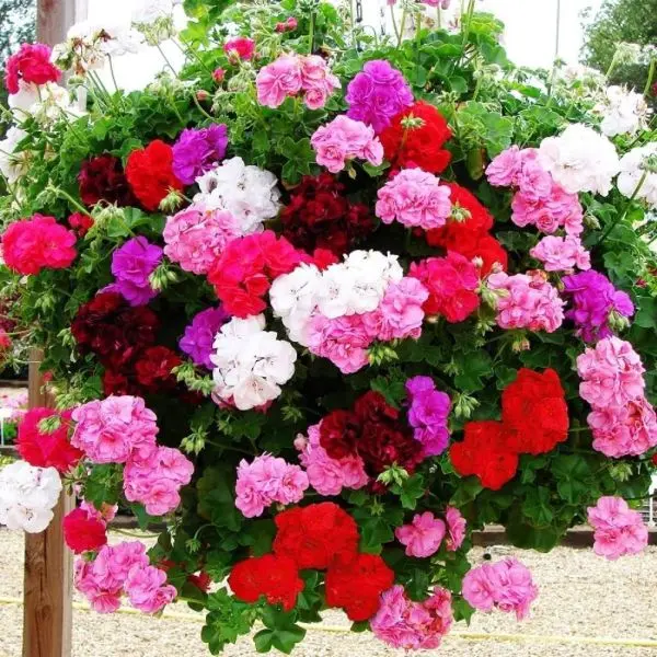 5+ Loose Packed Seeds Of Geranium Pacific Mixed Flower For Luxurious Garden And Decor - Image 2