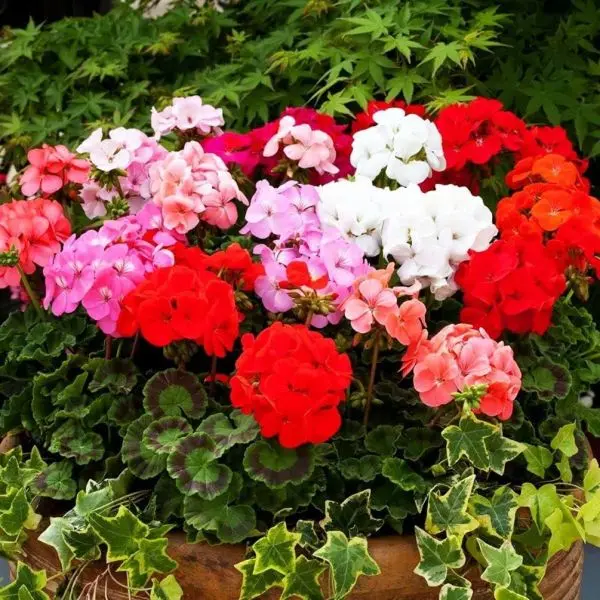 5+ Loose Packed Seeds Of Geranium Pacific Mixed Flower For Luxurious Garden And Decor - Image 3
