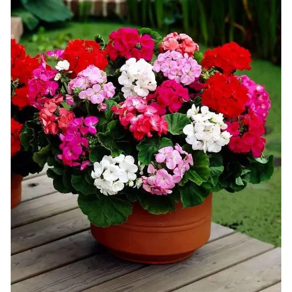 5+ Loose Packed Seeds Of Geranium Pacific Mixed Flower For Luxurious Garden And Decor - Image 4