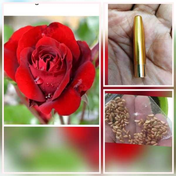 5 Seeds Of Bhuwan Rose Seeds With Golden Bu. Packing (Victor Hugo Rose) - Image 2