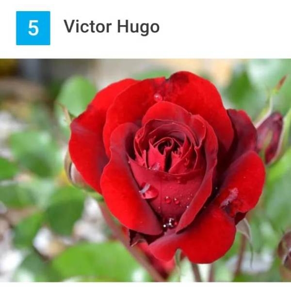 5 Seeds Of Bhuwan Rose Seeds With Golden Bu. Packing (Victor Hugo Rose) - Image 4