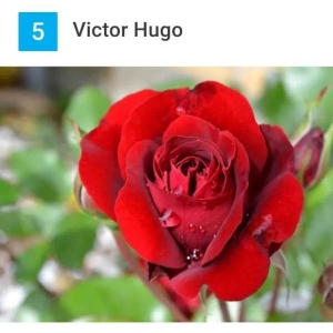 5 Seeds Of Bhuwan Rose Seeds With Golden Bu. Packing (Victor Hugo Rose)