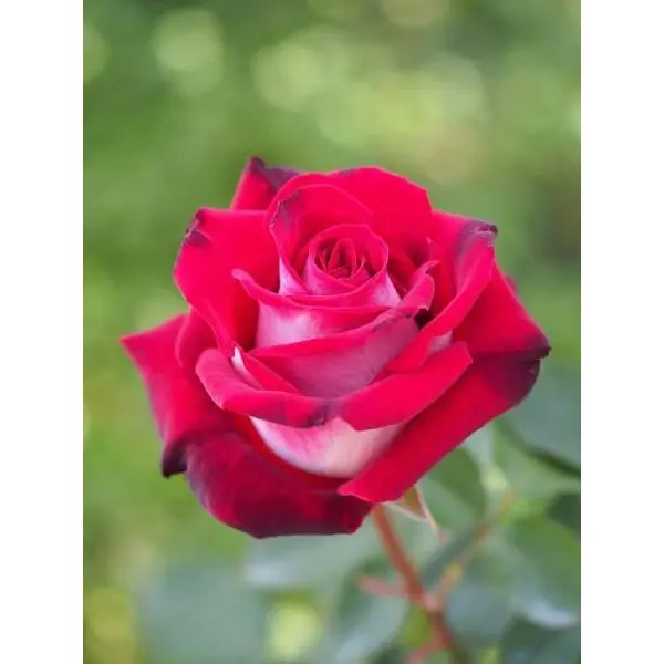 5 Seeds Of Jamuna Blood Red Rose Seeds With Golden Bu. Packing - Image 3