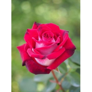 5 Seeds Of Jamuna Blood Red Rose Seeds With Golden Bu. Packing