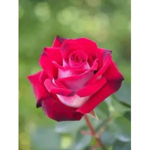 5 Seeds Of Jamuna Blood Red Rose Seeds With Golden Bu. Packing