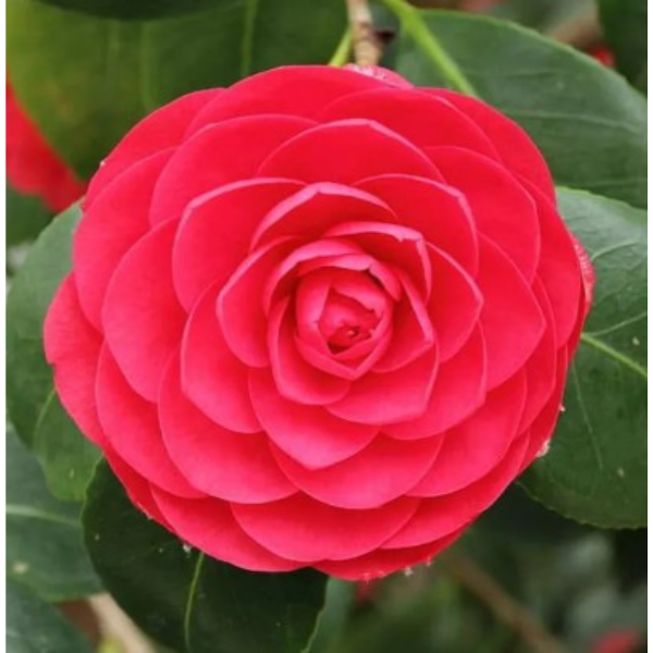 5 Seeds Of Narbada Red Rose Seeds With Golden Bu. Packing - Seeds | - Image 6