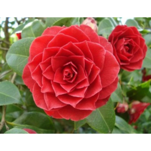 5 Seeds Of Narbada Red Rose Seeds With Golden Bu. Packing - Seeds |