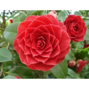 5 Seeds Of Narbada Red Rose Seeds With Golden Bu. Packing - Seeds |