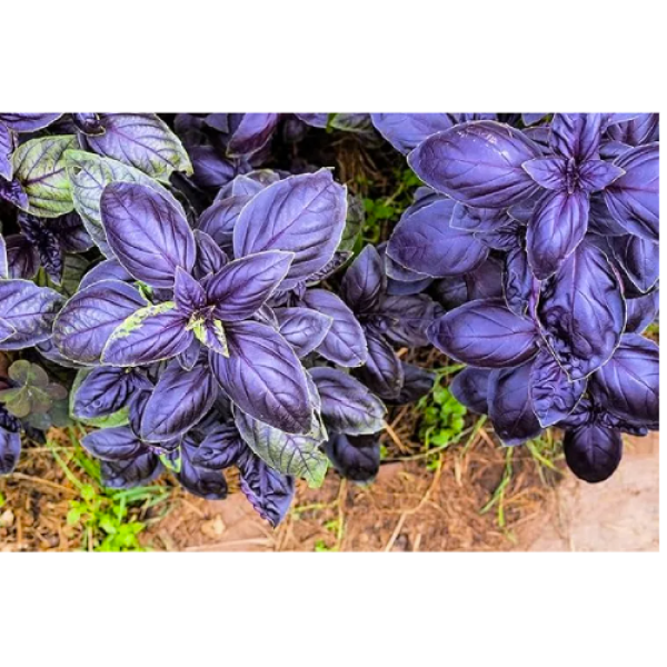 Purple Basil Seeds 20 Plus Seeds - Image 4