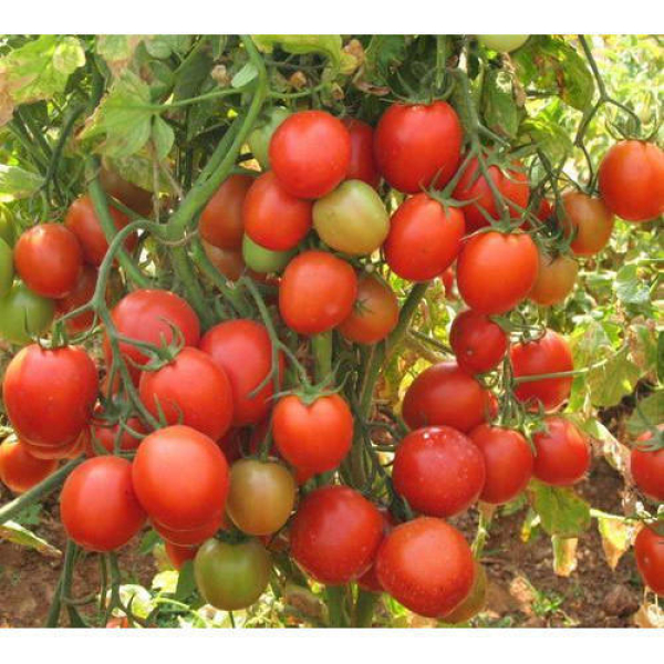 Sweetie Cherry Tomato Seeds 40 Seeds - Image 3